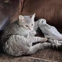 Thumbnail photo of Whiney #1