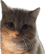 Thumbnail photo of Clementine #2