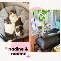 Thumbnail photo of Nadi and Nadine - bonded siblings #1