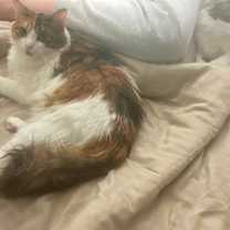 Thumbnail photo of Nadi and Nadine - bonded siblings #4