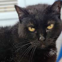 Thumbnail photo of Meowser #1