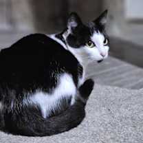 Thumbnail photo of Pistachio $50 #1