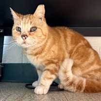 Thumbnail photo of Banana #2