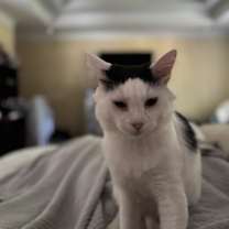 Thumbnail photo of Pepper #2