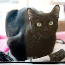 Thumbnail photo of Kiki #2