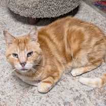 Thumbnail photo of Banana #1