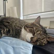 Thumbnail photo of Momo #2