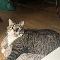 Thumbnail photo of Momo #4