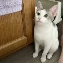 adopt-pet