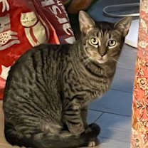 adopt-pet
