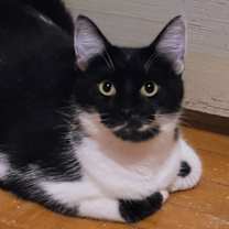adopt-pet