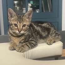 Thumbnail photo of Frankie and Sawyer #2