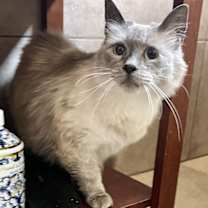 Thumbnail photo of Josefina NAPA #1