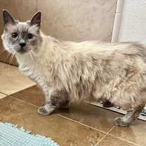 Thumbnail photo of Josefina NAPA #2