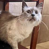 Thumbnail photo of Josefina NAPA #3