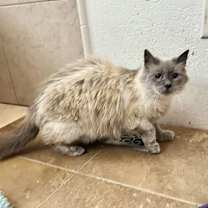 Thumbnail photo of Josefina NAPA #4