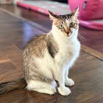 Thumbnail photo of Penny Lola #2