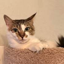 Thumbnail photo of Penny Lola #3