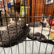 Thumbnail photo of Tripper & Doug #4