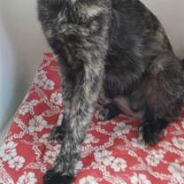 Thumbnail photo of Windy #3