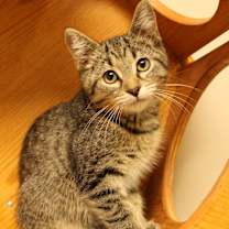 Thumbnail photo of Bambi #4