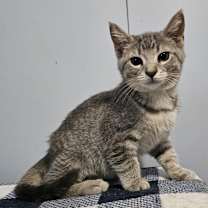 Thumbnail photo of Maple #1