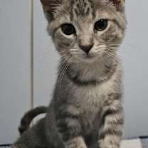 Thumbnail photo of Maple #2