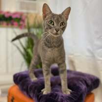 Thumbnail photo of Peaches and Cream #3