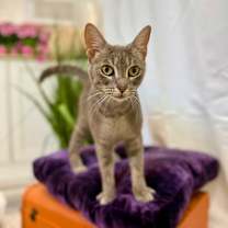 Thumbnail photo of Peaches and Cream #4