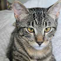 Thumbnail photo of Violet - Sweet Gentle Kitten #2