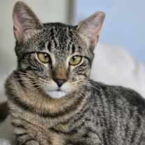 Thumbnail photo of Violet - Sweet Gentle Kitten #3