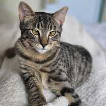 Thumbnail photo of Violet - Sweet Gentle Kitten #1