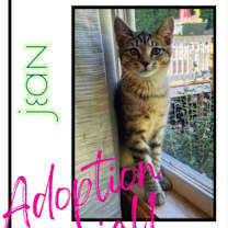 adopt-pet