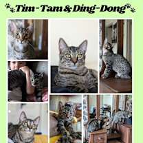 Thumbnail photo of Ding-Dong #1