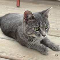 Thumbnail photo of Gains #3