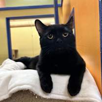 Thumbnail photo of Midnight #2