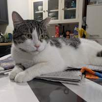 Thumbnail photo of Jojo #2