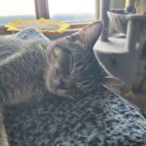 Thumbnail photo of Indy #1