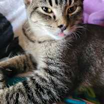 Thumbnail photo of Indy #2