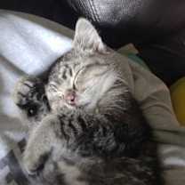 Thumbnail photo of Indy #3