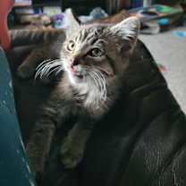 Thumbnail photo of Indy #4