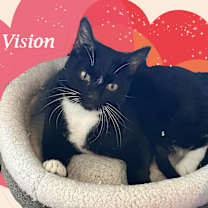 Thumbnail photo of VISION #4