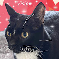 Thumbnail photo of VISION #1