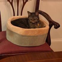 Thumbnail photo of Rafiki #2