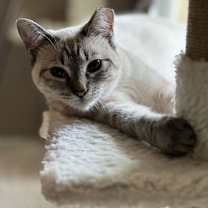 Thumbnail photo of Slate #1