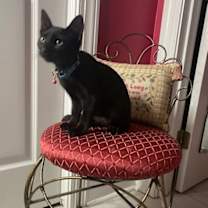 Thumbnail photo of Chabby #4