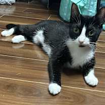 Thumbnail photo of Felixa *100 adoption fee* #1