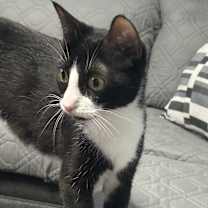 Thumbnail photo of Felixa *100 adoption fee* #2