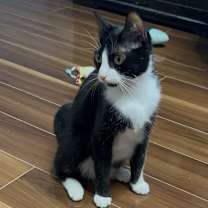 Thumbnail photo of Felixa *100 adoption fee* #3