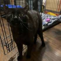 Thumbnail photo of Carlisle #1